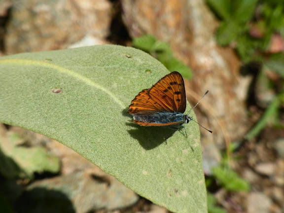 Lycaena alciphron melibaeus (Staudinger, 1878), mâle. Vallée au Nord de l'Elbruz, 2100 m (Kabardino-Balkarie), 11 août 2014. Photo : J. Michel