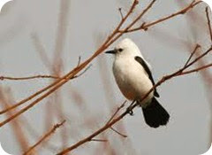 aves5 aves5