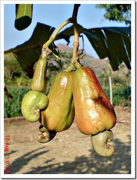 Jambu monyet atau jambu mede (Anacardium occidentale)