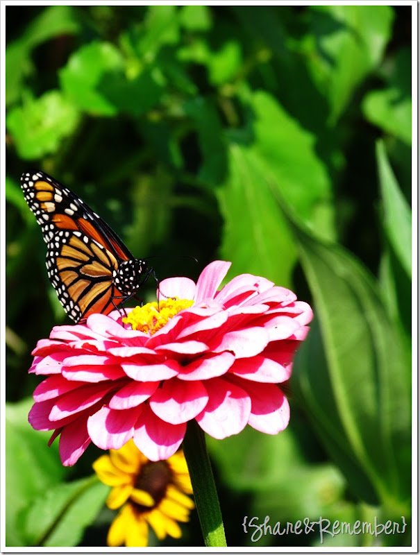 butterfly2