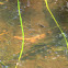Eastern Mosquitofish