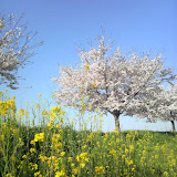 20090411_sakura