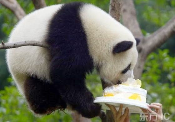 [china-panda-birthday-01%255B3%255D.jpg]