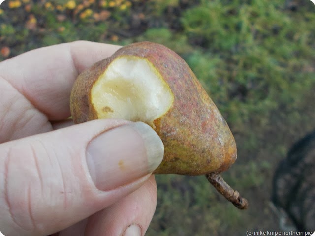 one of a pear (d'you see what I did there?) one of a pear (d'you see what I did there?)