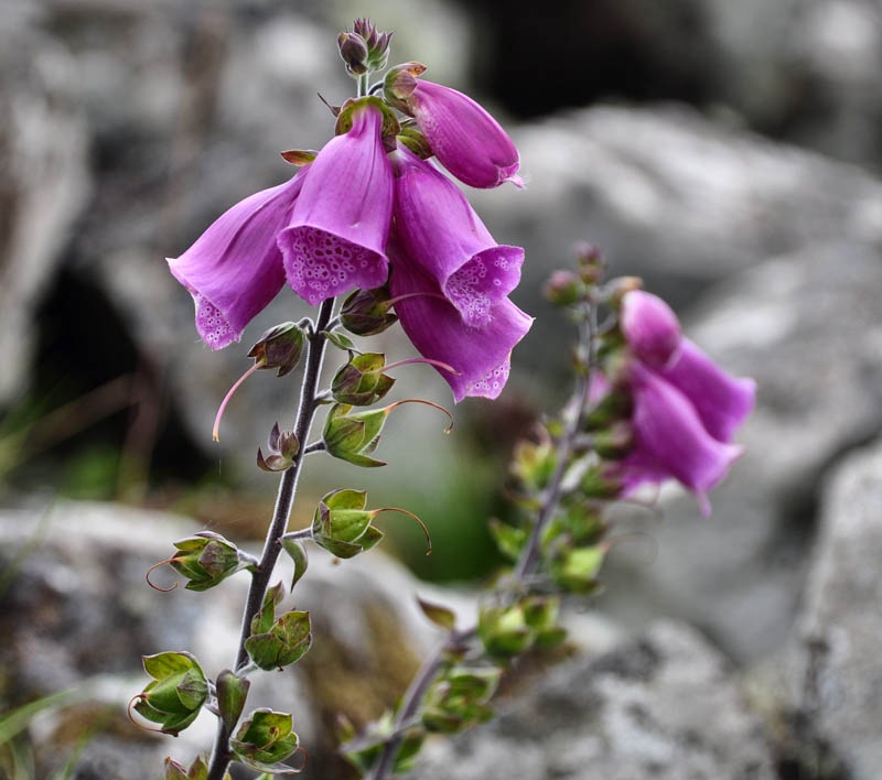 [Foxglove%255B3%255D.jpg]
