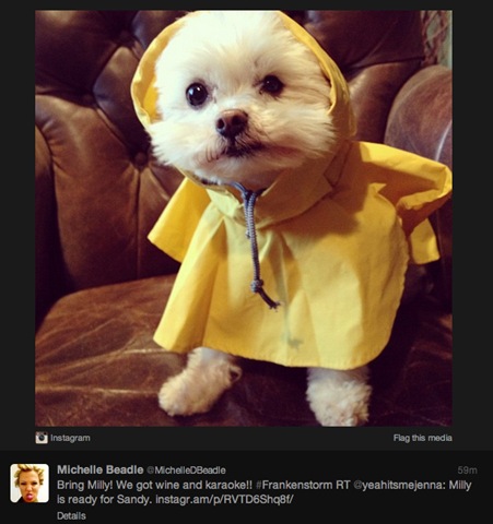 [hurricane-sandy-dogs-19%255B2%255D.jpg]