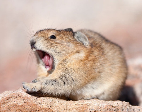 Pika Yawning on Mt Evans Pika Yawning on Mt Evans