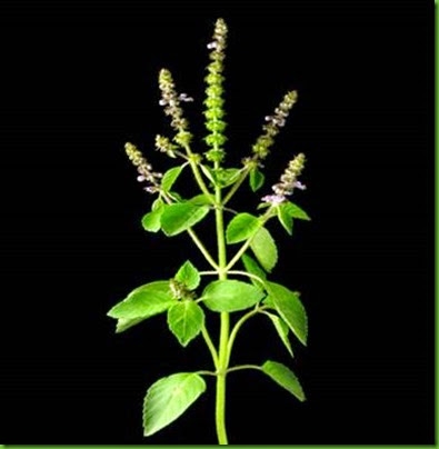 Ocimum_Sanctum Ocimum_Sanctum