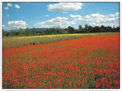 poppies in flanders fields