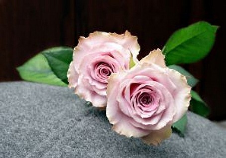 duas-rosas-rosa_2830037 duas-rosas-rosa_2830037