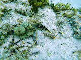 This pufferfish was really cool. Madagascar6 - 032.jpg