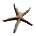 seastar9