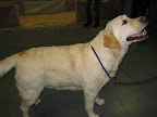 One of the most popular breeds in the US: a Labrador Retriever.