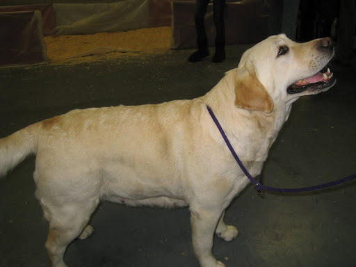 One of the most popular breeds in the US: a Labrador Retriever.