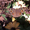 Lemon Pansy