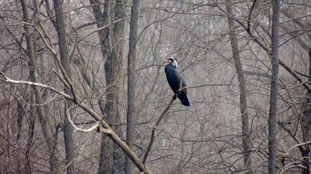 2013-03-02 Ticino Cameri 027