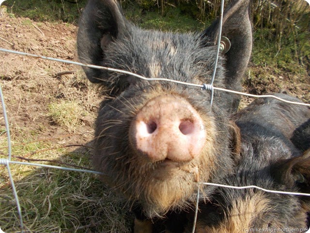 pig! pig!