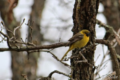 Immature Orchare Oriole