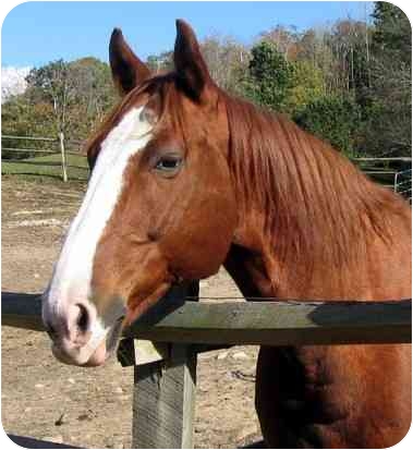 Charlie, from Washington, Connecticut.
Charlie is an ex-jumper who has been retrained for trail riding. He is affectionate and is already neutered. Charlie would do best to be adopted by an experienced rider. See link to his info at end of blog post. Charlie, from Washington, Connecticut.
Charlie is an ex-jumper who has been retrained for trail riding. He is affectionate and is already neutered. Charlie would do best to be adopted by an experienced rider. See link to his info at end of blog post.