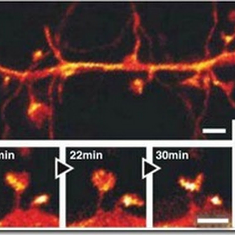 Científicos usan novedosa técnica de microscopía para observar el funcionamiento cerebral