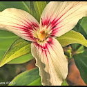 Painted Trillium