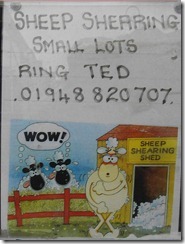 Sheep Shearing ad in a shop