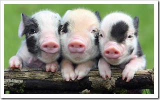 micro pigs