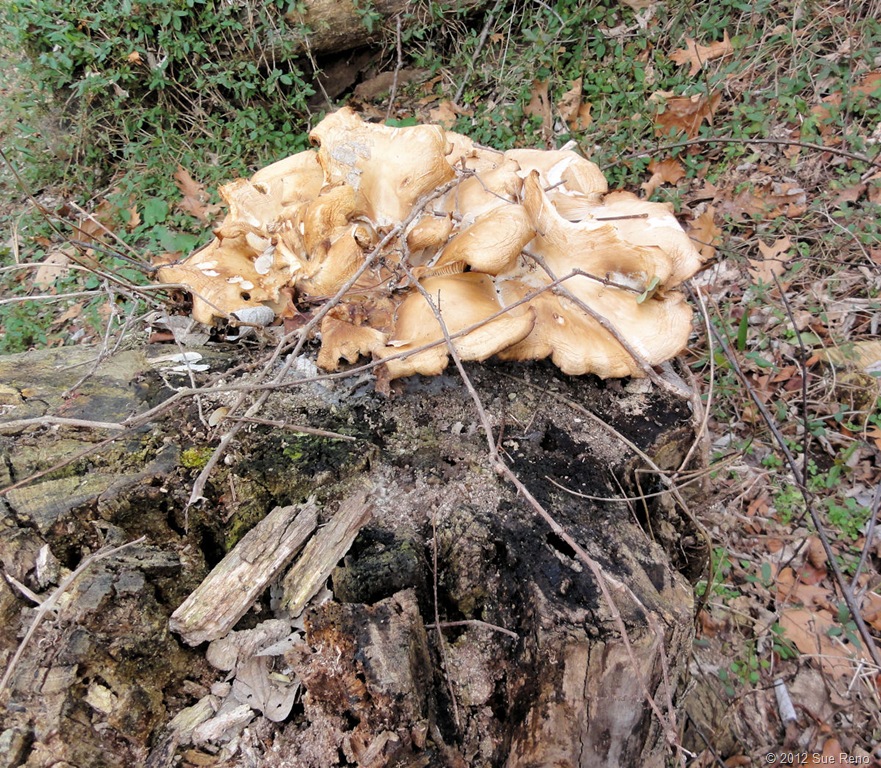 [SueReno_TurkeyHillHike76.jpg]