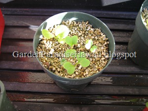 This is Choy Sum sprouts.