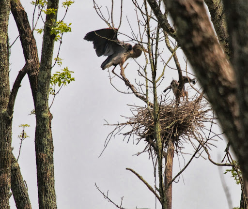 Francesca, did you know that the great blue heron stands about 4-feet tall and has a wingspan of about 7-feet? Francesca, did you know that the great blue heron stands about 4-feet tall and has a wingspan of about 7-feet?