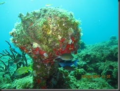 IMG_1161 IMG_1161