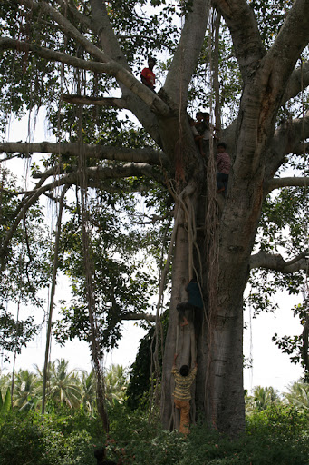 Some of the boys climbing the enormous banyan tree.