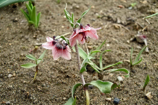 Rhinopetalum%252520gibbosum%25252c%252520tsaghkadzor%25252c%2525202012.05.05%252520%25252802%252529