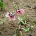 Rhinopetalum%252520gibbosum%25252c%252520tsaghkadzor%25252c%2525202012.05.05%252520%25252802%252529
