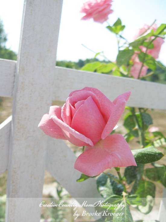 [IMG_5194%255B2%255D.jpg]