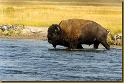 American Bison (Bison bison)