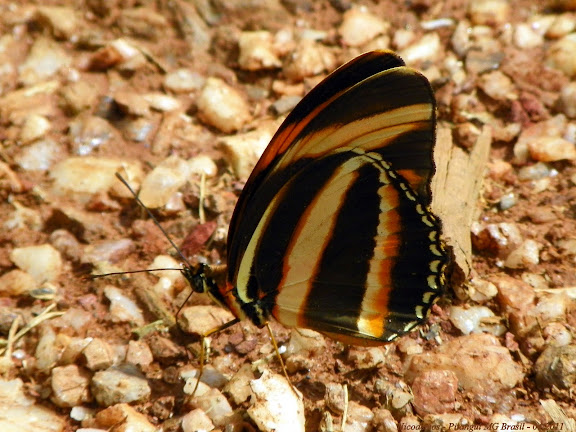 Dryadula phaetusa (LINNAEUS, 1758), verso. Pitangui (MG, Brésil), 27 avril 2011. Photo : Nicodemos Rosa
