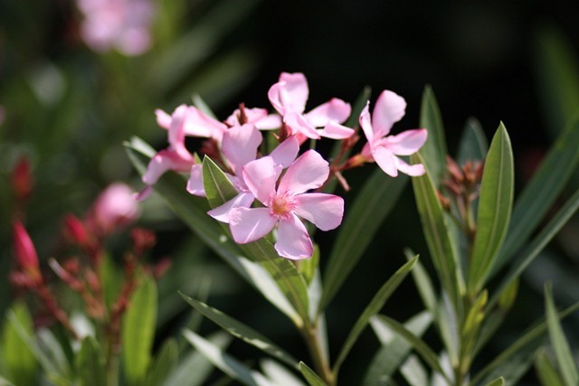 oleander oleander