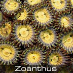 Zoanthus-yellow.jpg