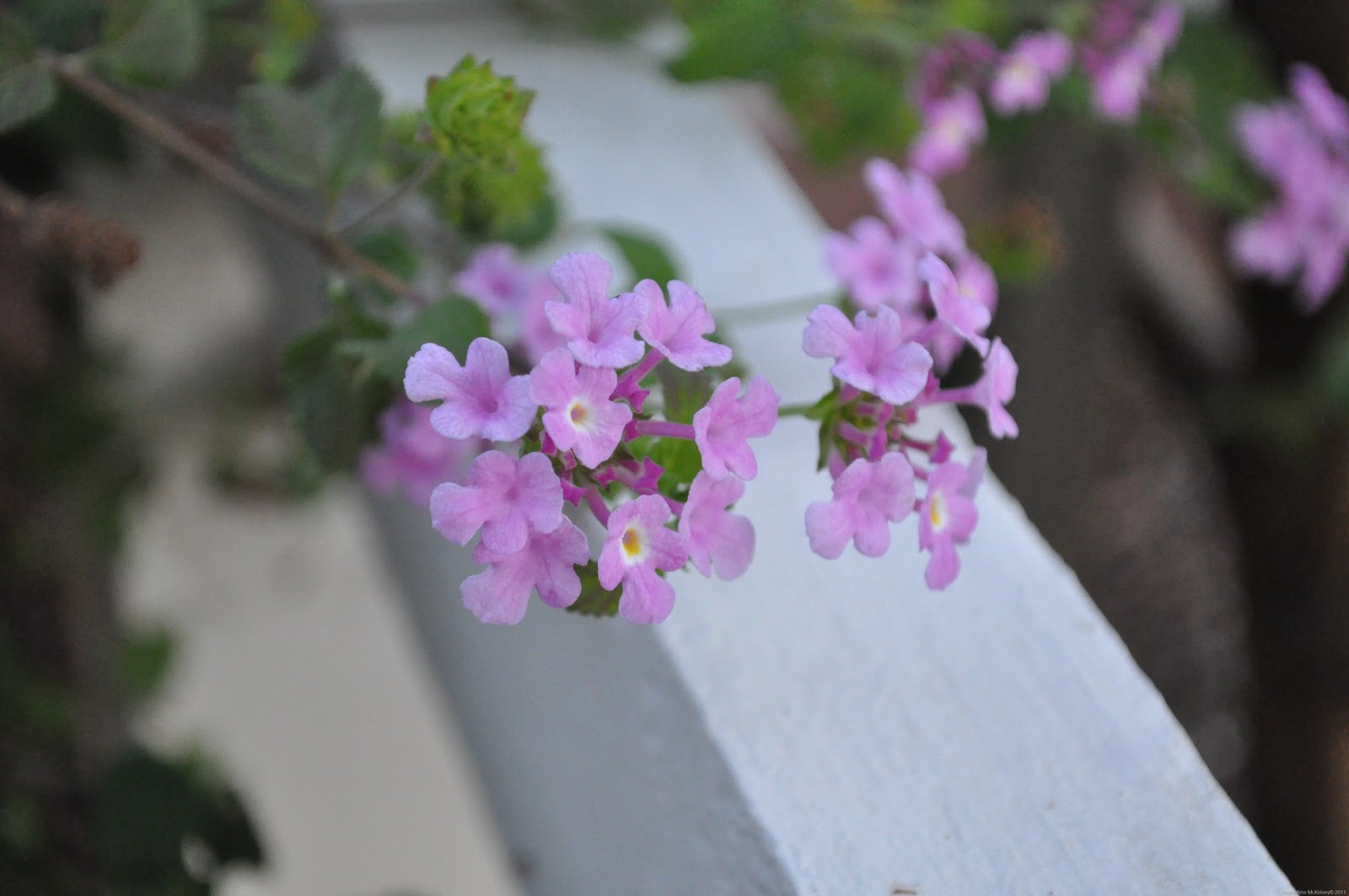 [DSC_2231_7101%255B8%255D.jpg]