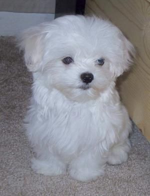 [fotos%2520de%2520perritos%2520imagenesifotos.blogspot%2520%25283%2529%255B4%255D.jpg]