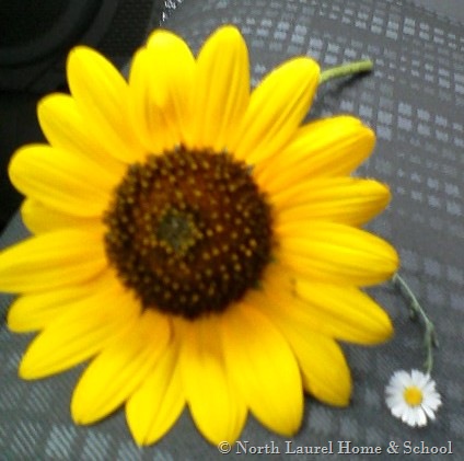 [lilflowerbigflower%255B6%255D.jpg]