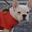 Corsa babbi Natale Noale 2011