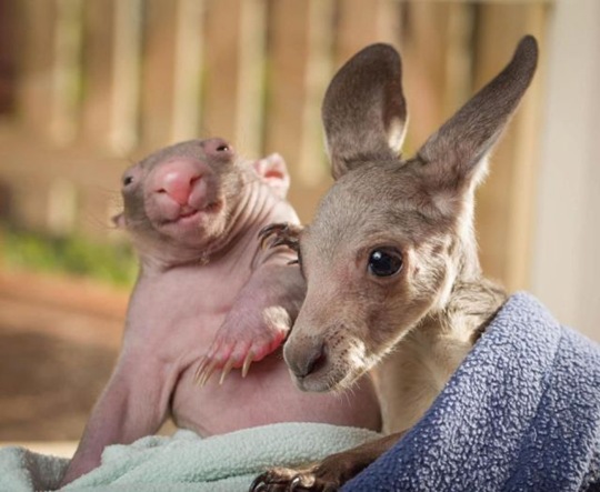[funny-animals-cute-34%255B2%255D.jpg]