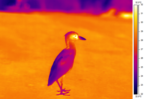 Yellow Crowned Night Heron 22 to 32 Iron.png Yellow Crowned Night Heron 22 to 32 Iron