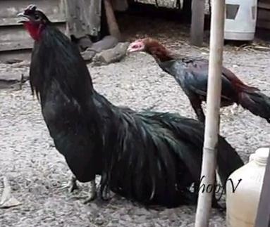 [ayam-sumatra2.jpg]