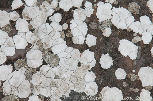 [39-lichen-pattern%255B2%255D.jpg]