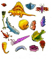 Animal Diversity Animal Diversity