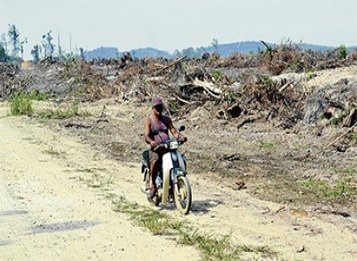 What is left of the keruing paya&rsquo;s natural habitat after the de-gazetted Bikam permanent forest reserve near Bidor was cleared by a timber contractor for an oil palm plantation. Pic: Rosman Shamsudin/ NST