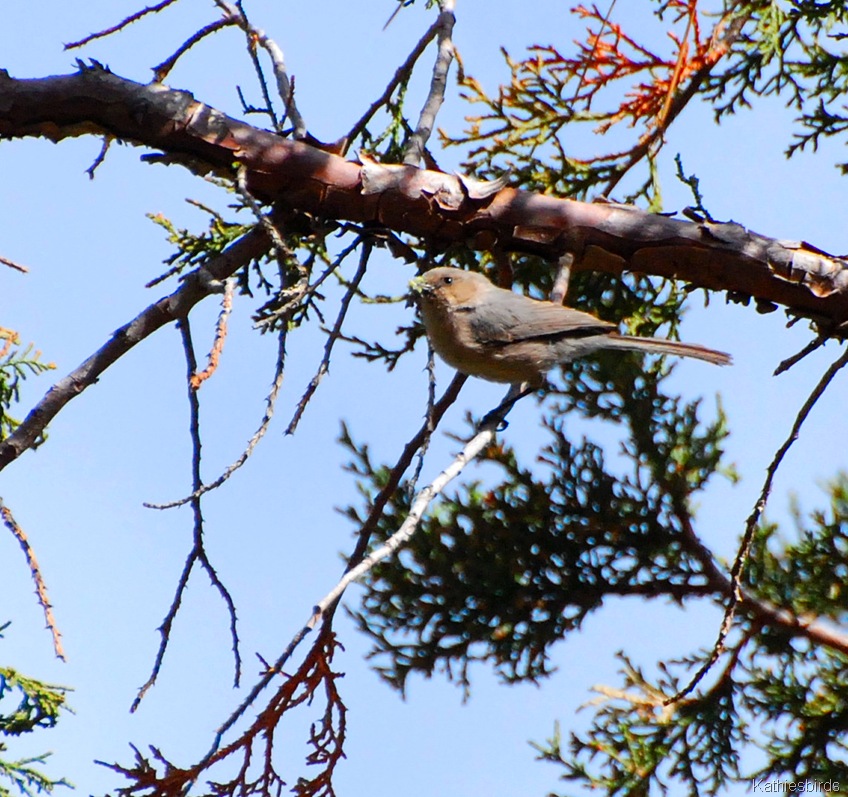 [2.%2520bushtit-kab%255B4%255D.jpg]